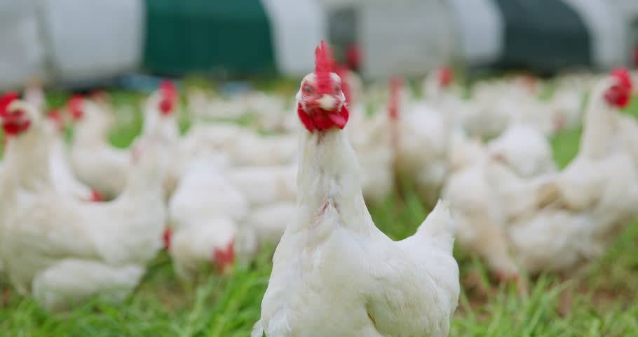 Environment, field and nature with chickens on farm for animal growth, agriculture and grass meadow. Poultry livestock, free range and sustainability with hens in countryside for organic eggs