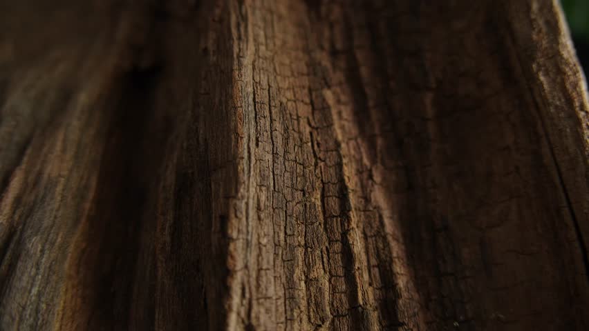 Warm cinematic light across vertical weathered wood grain texture