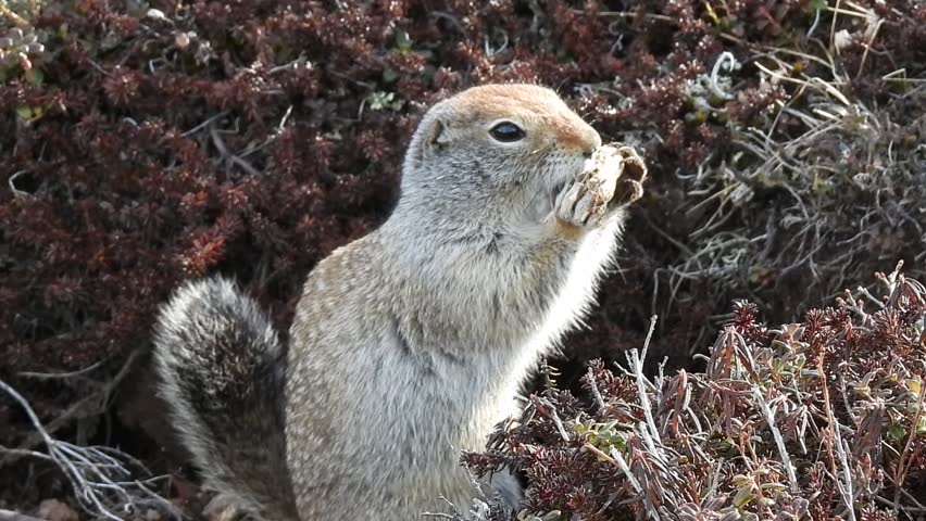 An Arctic Ground Squirrel Near Its Burrow Eating A Peanut 