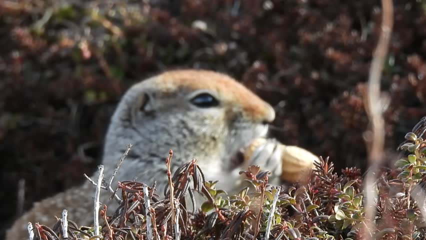 An Arctic Ground Squirrel Eating A Peanut Near Its Burrow On A Mountain In Alaska 