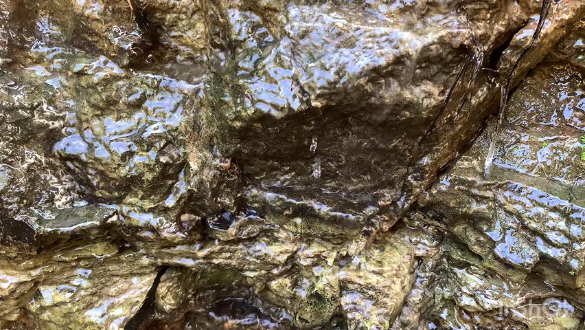 Wet, mossy rock face drips with slow, clear water. outdoor view.