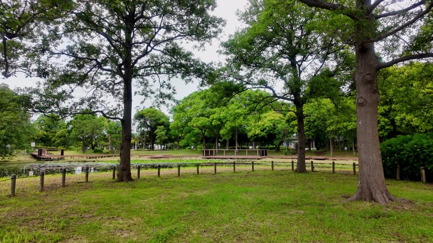 Serene park landscape featuring large trees, a low rope fence, and a peaceful pond with aquatic plants under a cloudy sky