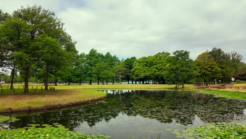 Serene park landscape with lush green trees reflected in a tranquil pond with aquatic plants