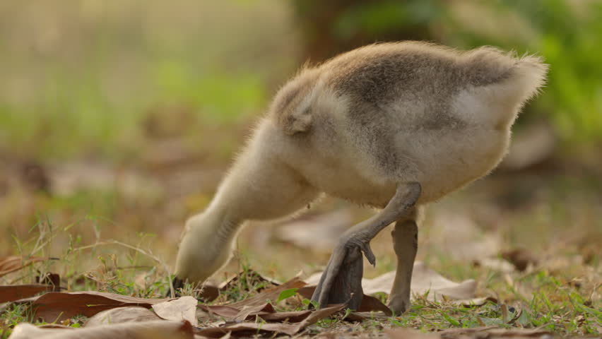 Young gosling chick foraging forest floor soft natural light, juvenile bird with down feather plumage and beak, baby goose feeding grass and leaf litter natural outdoor habitat, close view