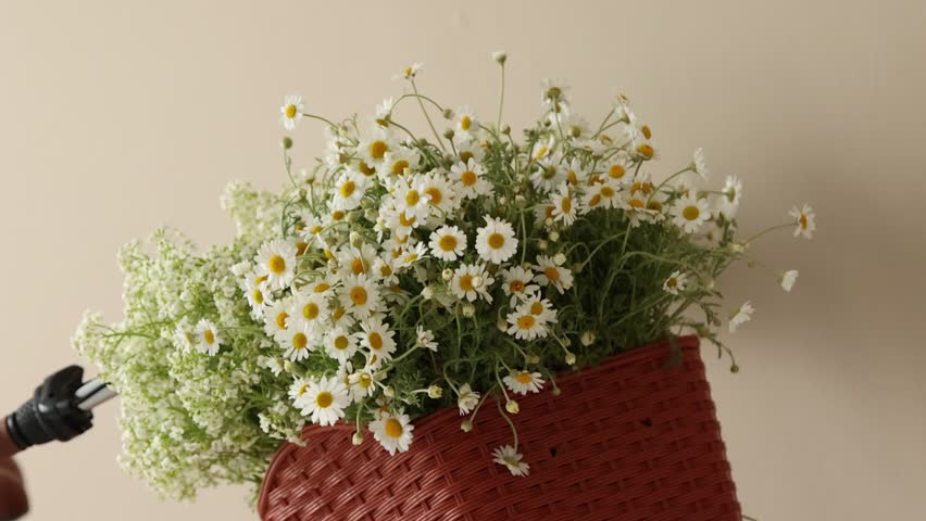 Stylish bicycle with wildflowers in basket near beige wall, spinning. Closeup view