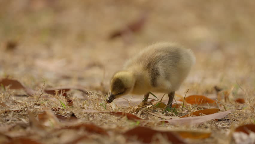 Duckling baby duck young bird foraging ground grass leaf wildlife nature outdoor baby gosling fluffy chick yellow feather ground feeding wildlife scene nature habitat outdoor animal close view soft