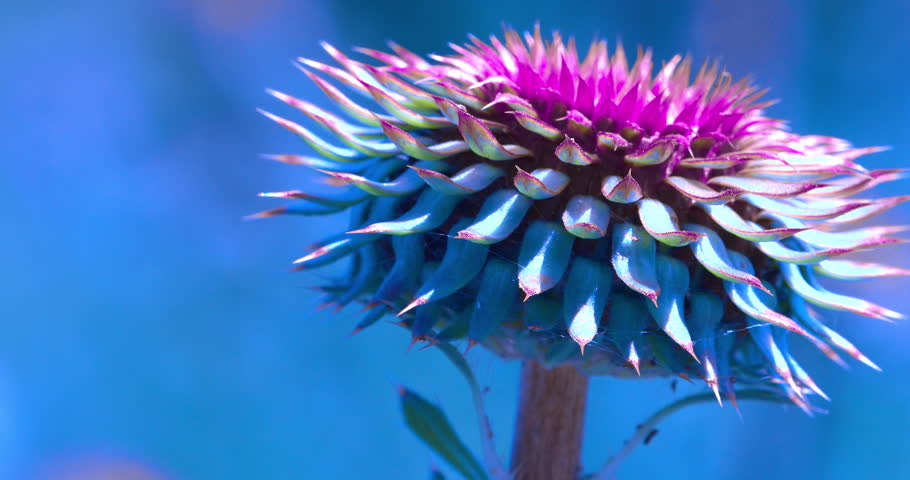 Macro - Purple flower in a field