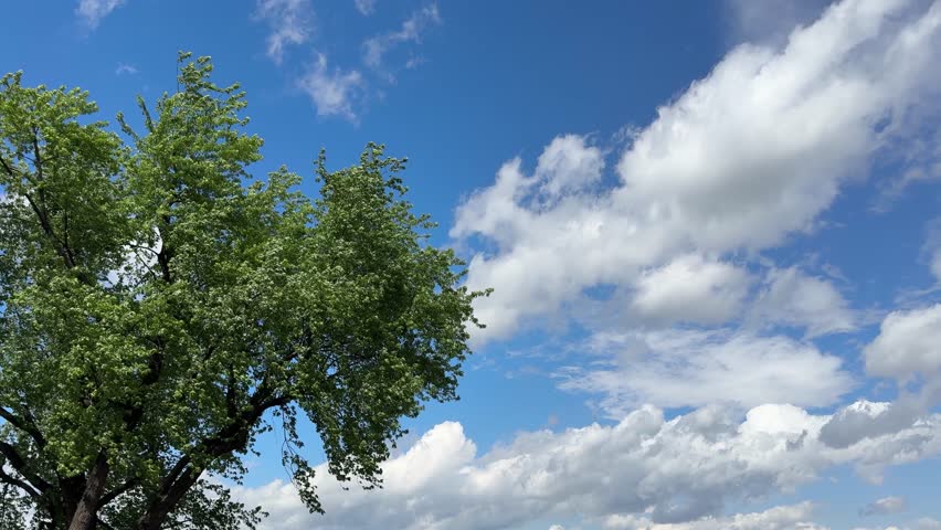 Tree, blue sky and clouds.