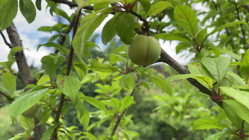 Handheld 4K B-Roll of Young Green Plums on Tree Branch in Sapa 2