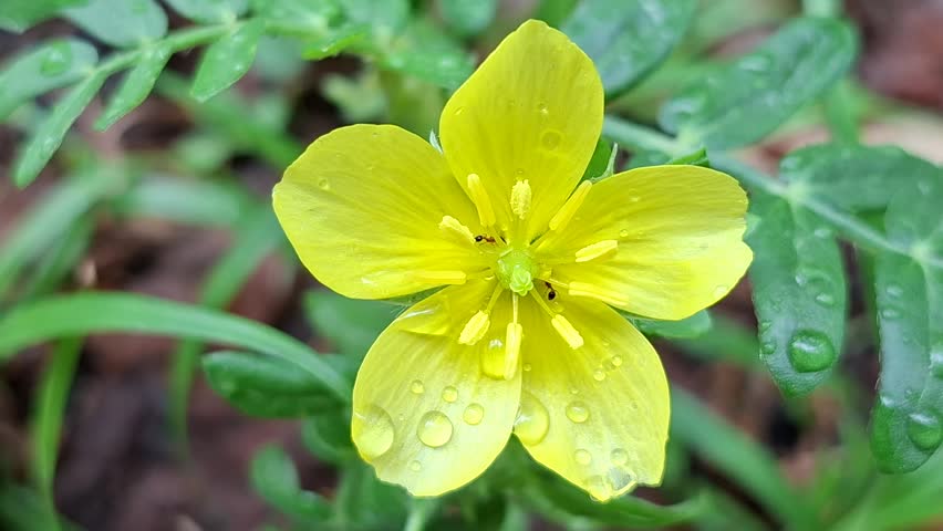 Yellow flowers with dew drop