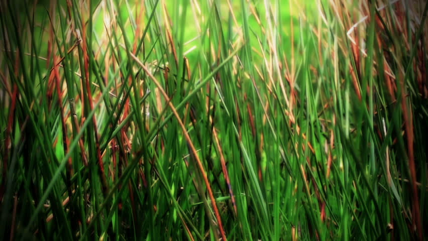 Grass weaving in the wind with a beautiful vivid green coloring. 