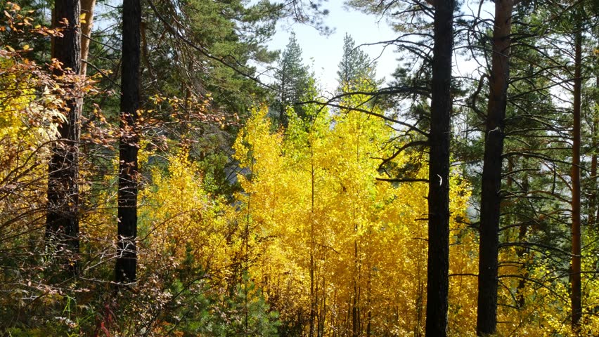 Landscape of the Siberian mountains on a bright sunny day in late golden autumn.