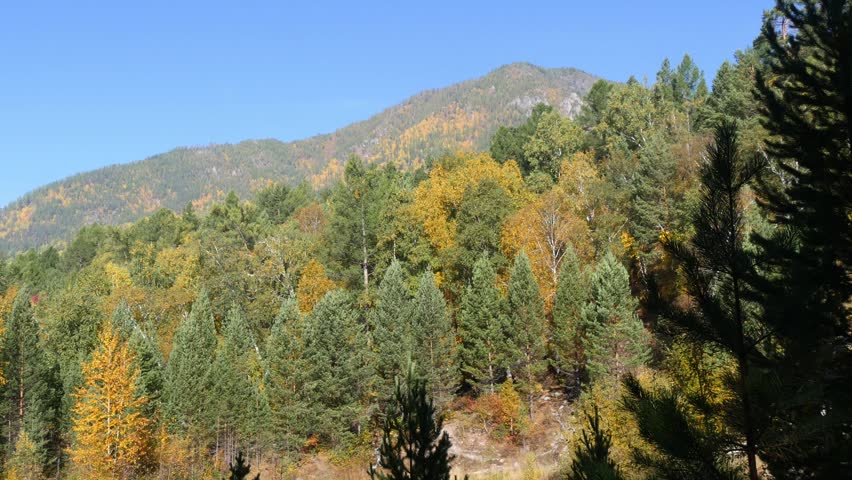 Landscape of the Siberian mountains on a bright sunny day in late golden autumn.
