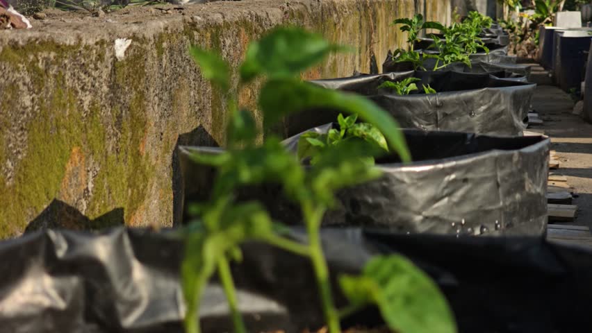 Perspective view of young chili plants in black sacks along a weathered mossy concrete barrier