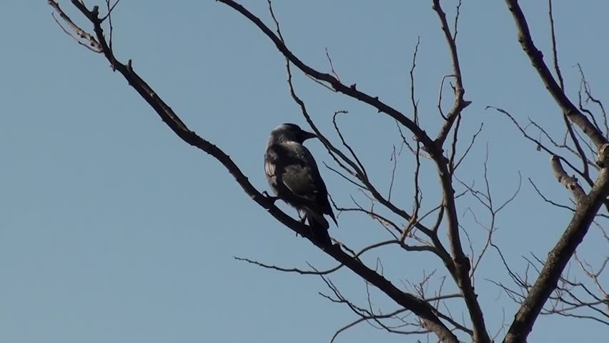 Crow on branch shakes  its feathers