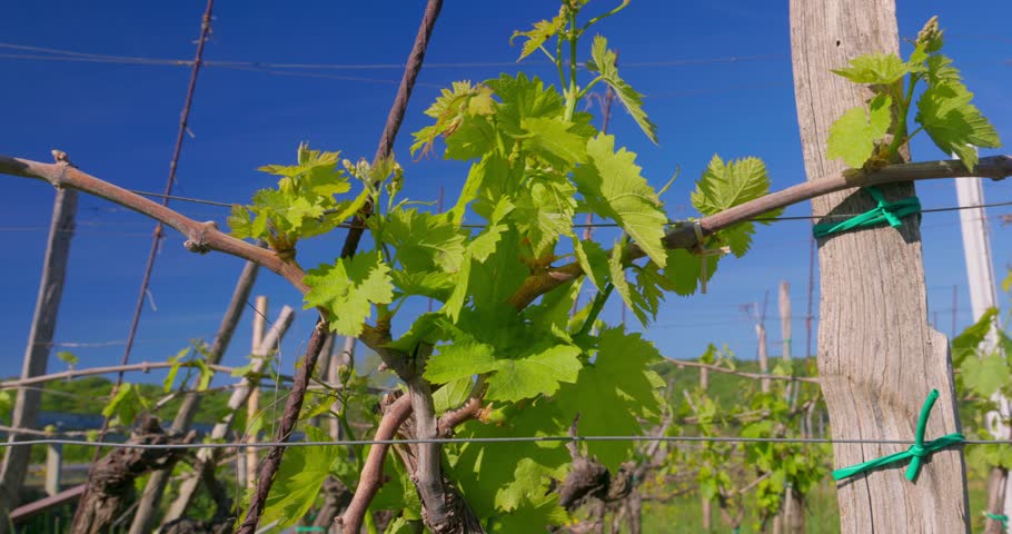 Žlahtina Vineyards near Vrbnik on Krk Island, Croatia