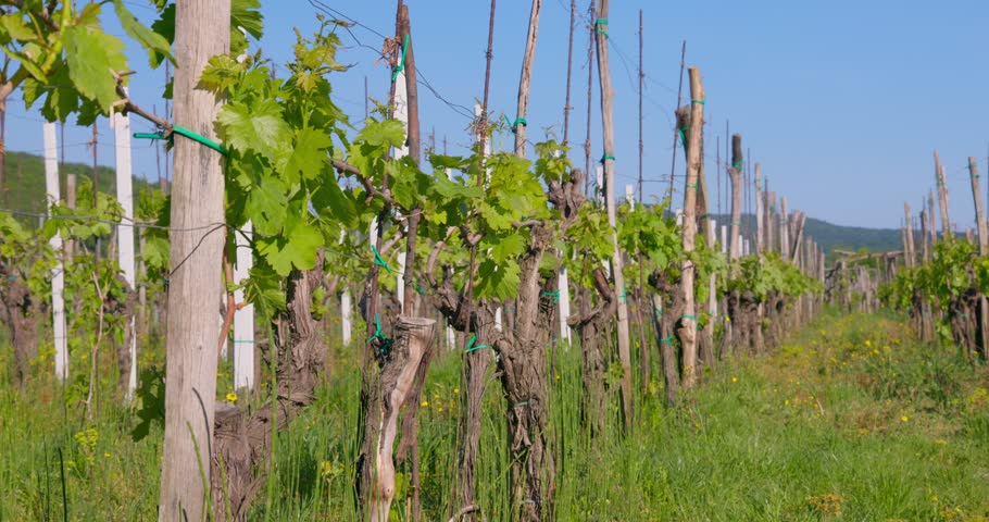 Žlahtina Vineyards near Vrbnik on Krk Island, Croatia
