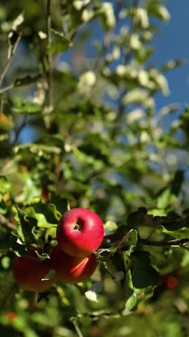 Vertical video Slow motion, Ripe apples trees in orchard ready for harvesting fruit from branch at autumn season, sunlight, Ukraine apples.