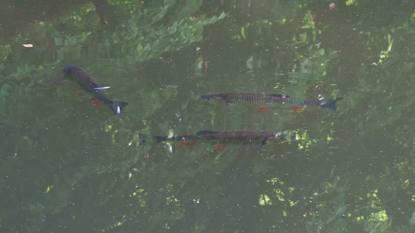Several European chub (Squalius cephalus) and rudd (Scardinius erythrophthalmus) in a lake.