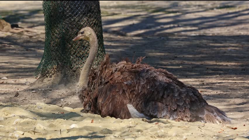 The common ostrich, Struthio camelus, or simply ostrich, is a species of large flightless birds native to Africa. It is one of two extant species of ostriches