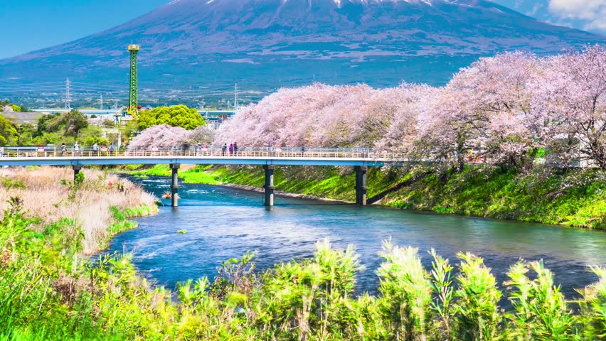 "Ryuganbuchi" is a famous tourist spot in Shizuoka. In spring, you can see the spectacular view of cherry blossoms and Mount Fuji. - Shizuoka, Japan - Time lapse video - tilt up