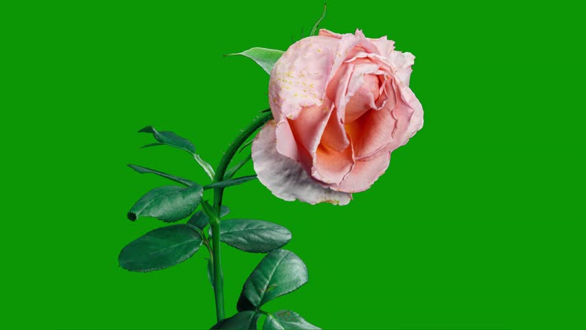 A pink rose on green and single screen emotion layers composition movement motion frame expression