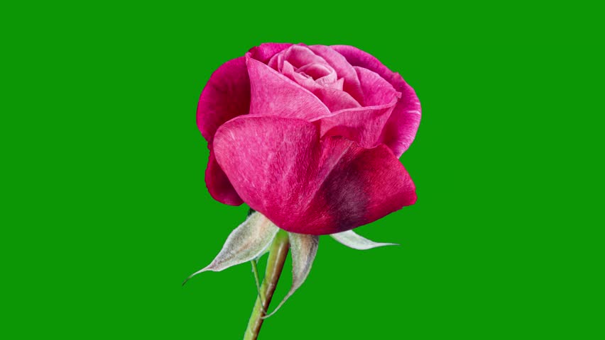 A pink rose on and single design style gesture motion layers illustration composition s emotion
