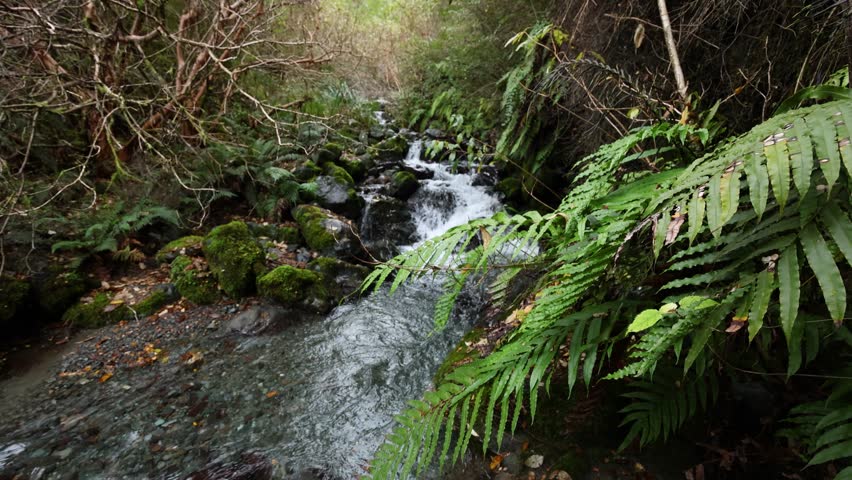 Crystal clear steams, creeks, rivers, waterfalls and lush green rainforest of the Fiordland of New Zealand