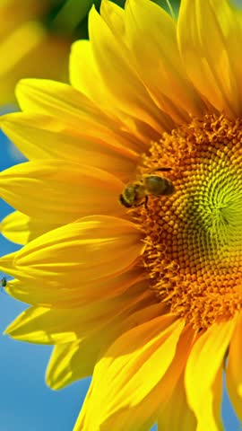 Sunflower against the background of a blue sky with clouds. High quality 4k footage