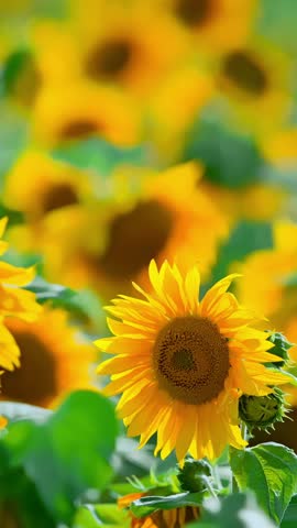 A field of sunflowers on a summer day. High quality 4k footage