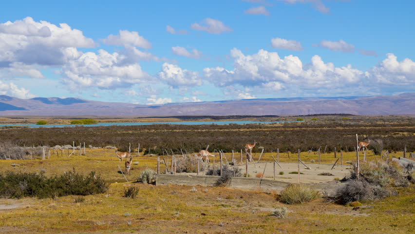 A herd of wild guanacos grazing in the vast Patagonian steppe under a beautiful blue sky with white clouds, with mountains and a lake in the background of the scenic landscape