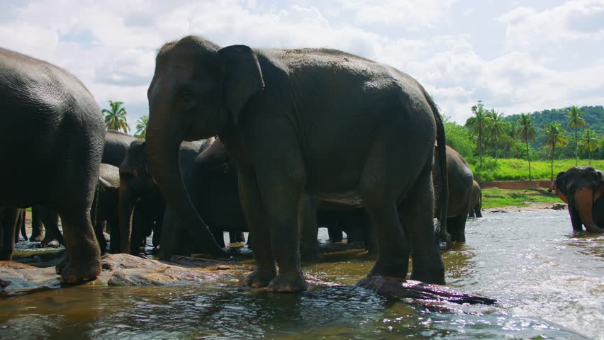 Group of Asian elephants standing and bathing in a shallow river with rocks, palm trees and cloudy sky. Wildlife and nature travel scene in Asia.