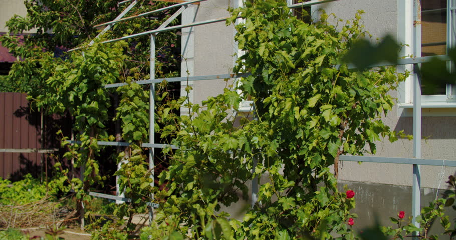 Green vines growing beside village house wall