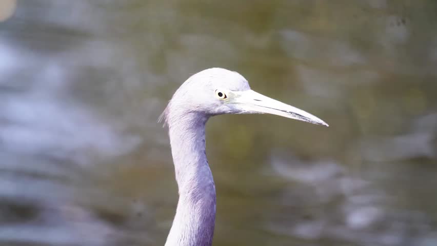 Close-up footage of a little blue heron head shot in its natural habitat, showcasing detailed feather texture and striking bird features in crisp 4K resolution.