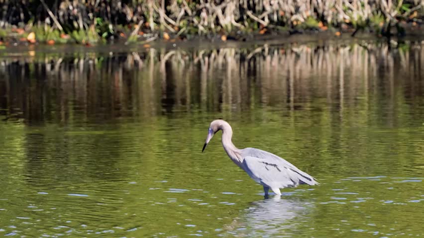 Close-up footage of a reddish egret wading in the water, showcasing graceful movement and detailed feather texture in crisp 4K resolution.