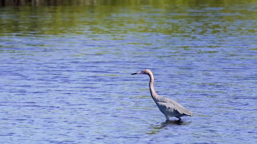Close-up footage of a reddish egret wading in the water, showcasing graceful movement and detailed feather texture in crisp 4K resolution.