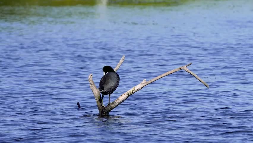 Close-up footage of an American coot preening its feathers in its natural habitat, showcasing detailed plumage and natural bird grooming behavior in crisp 4K resolution.