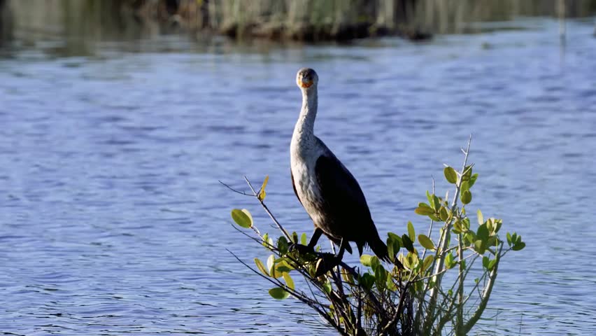 Close-up footage of a juvenile double-crested cormorant in its natural habitat, showcasing detailed feather texture and calm bird behavior in crisp 4K resolution.