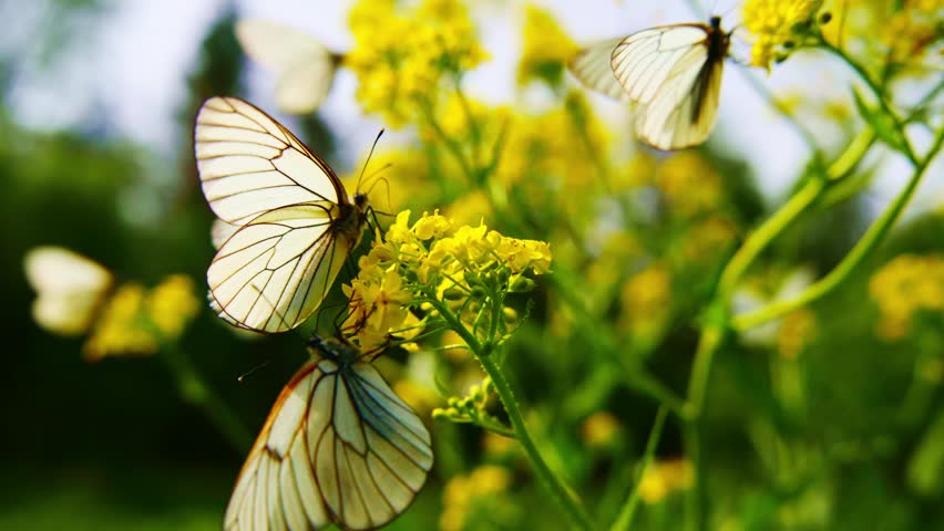 White butterflies flutter among bright yellow flowers. Delicate wings catch sunlight as they land and take off. Gentle movement creates serene, natural beauty