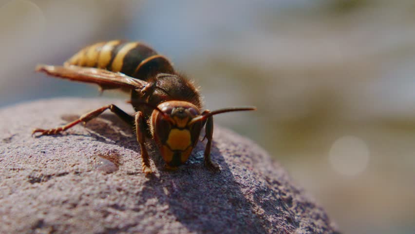 Close-up of a hornet on a rough stone surface. The insect