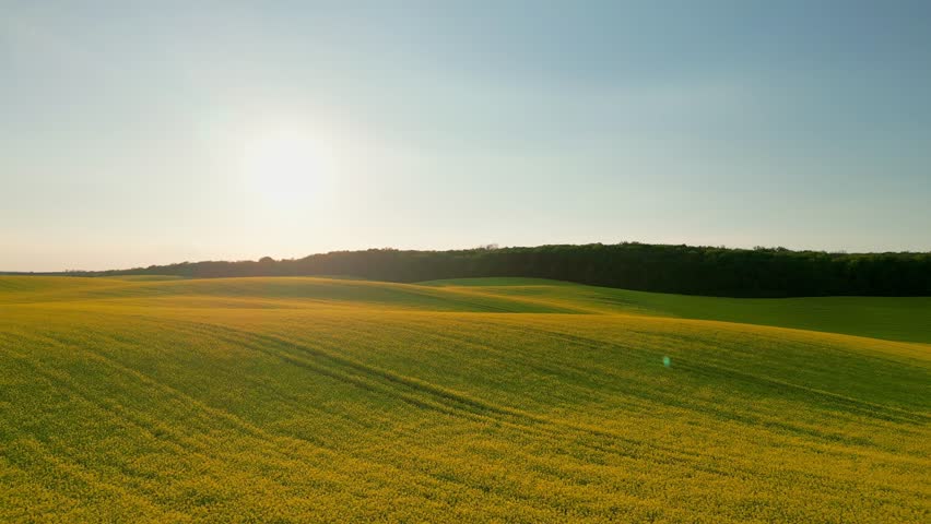 Aerial view of blooming yellow rapeseed field