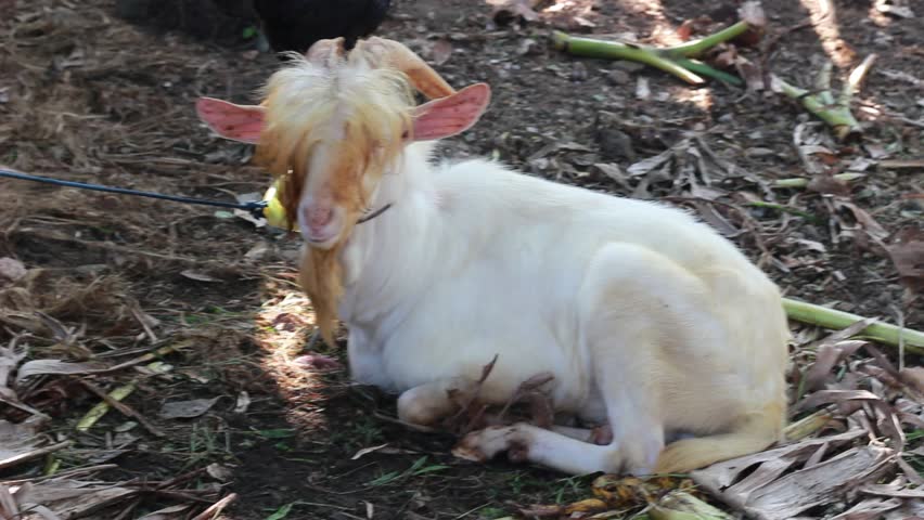 Temanggung, Indonesia - May 28, 2026 : a white horned goat sitting on the garden ground