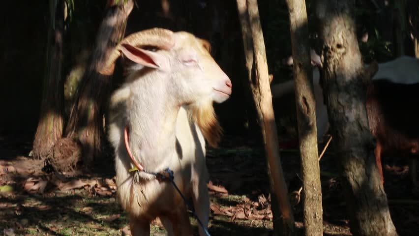 Temanggung, Indonesia - May 28, 2026 : a white goat with horns tied with a rope around its neck so that it doesn