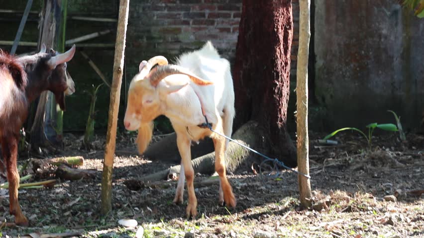 Temanggung, Indonesia - May 28, 2026 : a white goat with horns tied with a rope around its neck so that it doesn