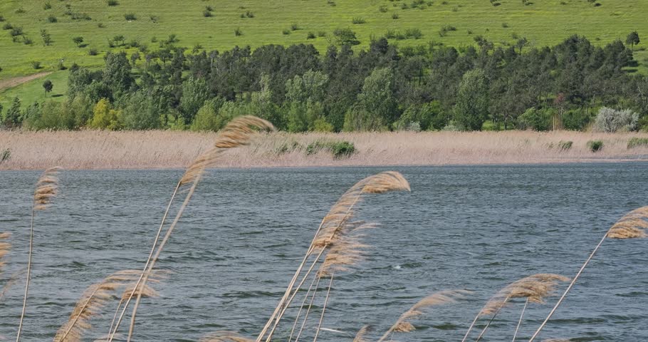 Dry Reeds Swaying in the Wind by a Scenic Lake