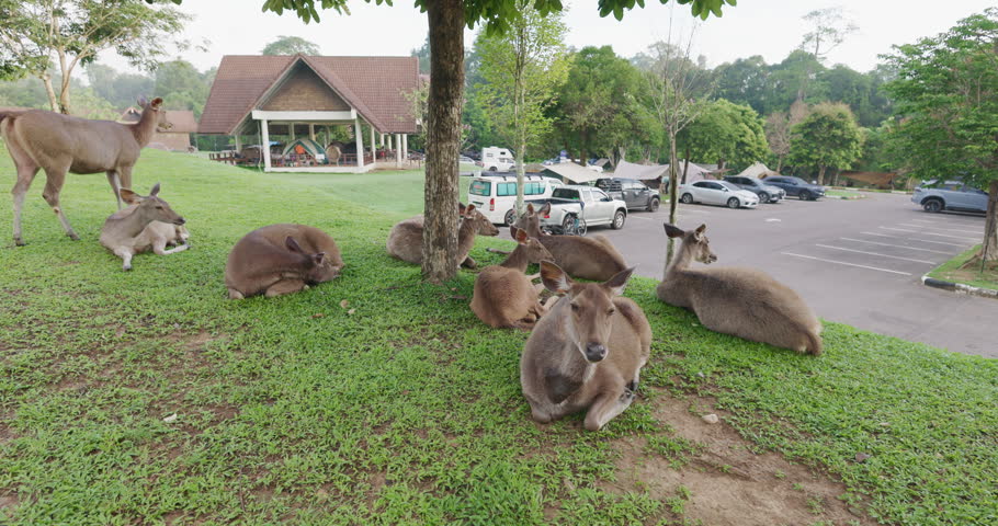 Dear lying on green meadow grass eat grass in camping site animal wildlife