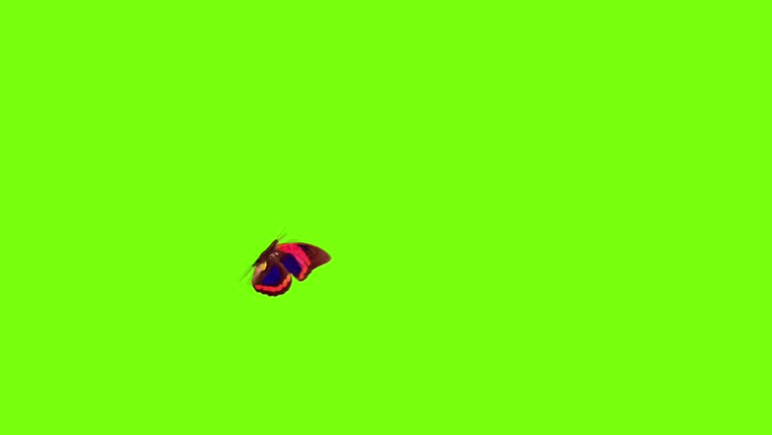 Isolated Green Screen Stock Video Footage Isolated Green Screen