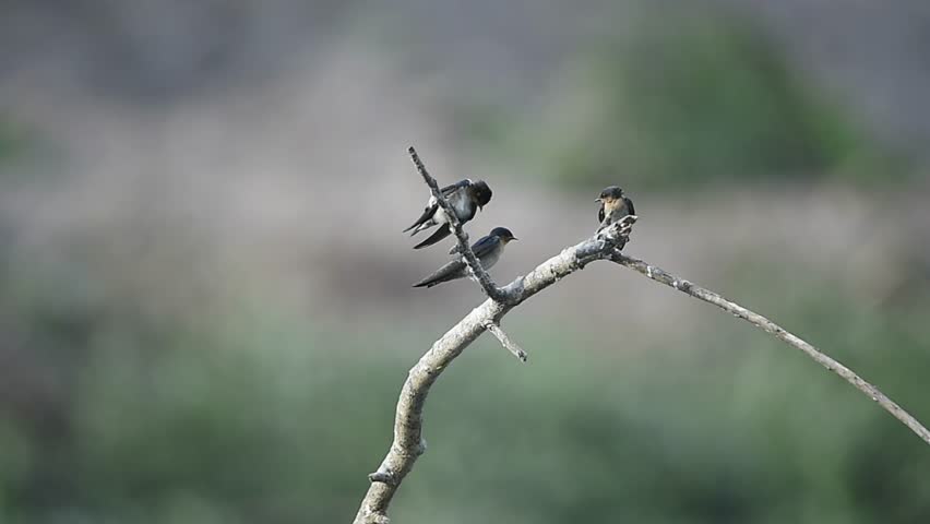 Group of barn swallows perched on a dry tree branch, captured in soft natural light with a smooth blurred background