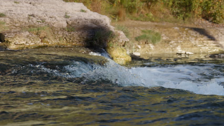 A salmon leaps over rocky sections of the Ganaraska River during the annual fall spawning run. Slow motion shows the transition of the fish through the turbulent river water.