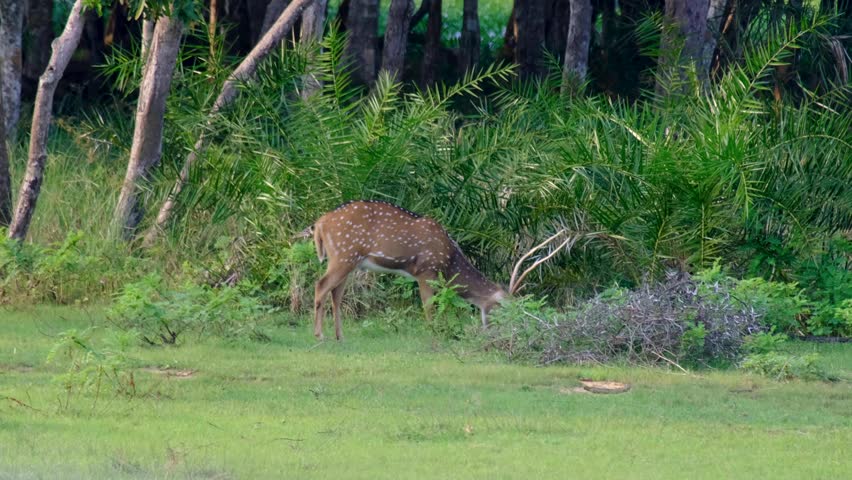 Spotted deer with big antlers feeding in grasslands during wildlife safari in Wilpattu National Park in Sri Lanka